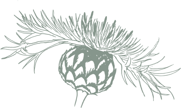 Thistle illustration