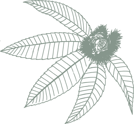 Chestnut illustration