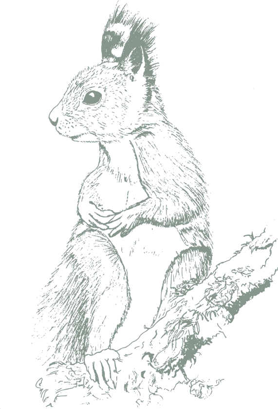 Squirrel illustration