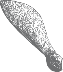 Illustration-maple-le-moulin-de-charrier