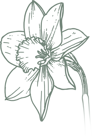 Illustration narcisse