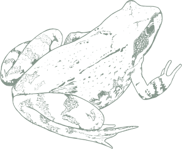 Drawing frog - Le Moulin de Charrier