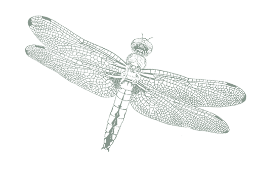 Drawing dragonfly- Le moulin de charrier
