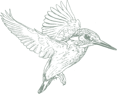 Drawing kingfisher - Le moulin de Charrier