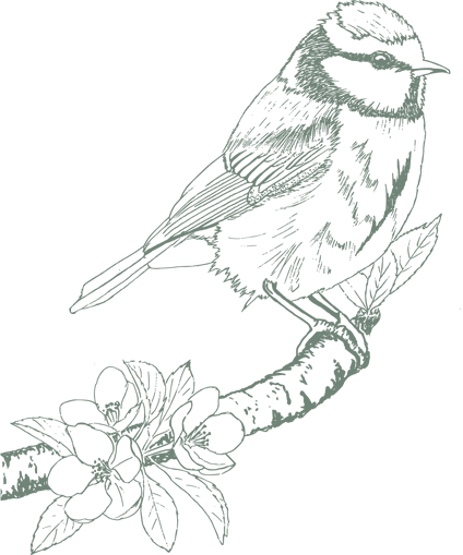 Illustration titmouse - Le Moulin de Charrier